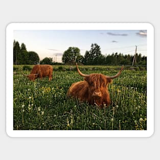 Scottish Highland Cattle Cows 2423 Sticker